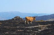 Doadas 100 toneladas de alimentos para vacas Cachena afetadas pelos incêndios no Minho