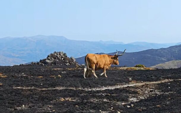 Doadas 100 toneladas de alimentos para vacas Cachena afetadas pelos incêndios no Minho