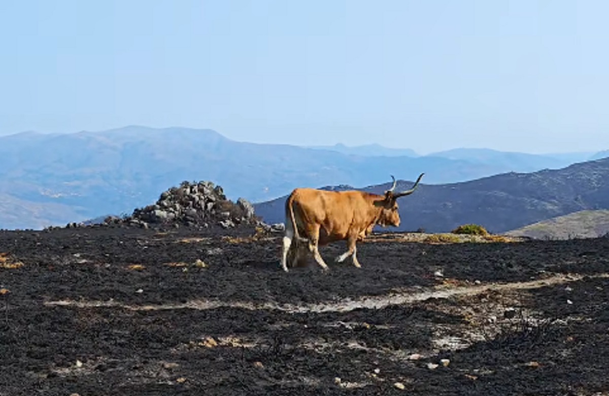 Doadas 100 toneladas de alimentos para vacas Cachena afetadas pelos incêndios no Minho