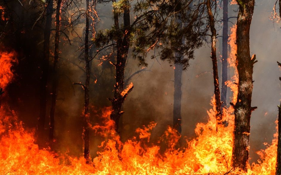 Incêndios. Terras de Bouro e Fafe recebem apoio financeiro para mitigar impacto dos fogos