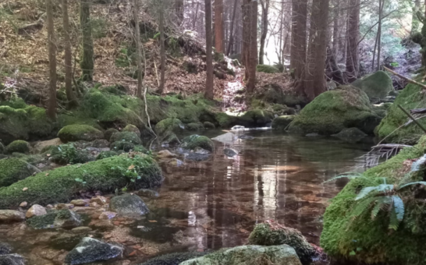 Gerês, Estuário do Tejo e Serra do Caldeirão recebem ações de conservação da WWF