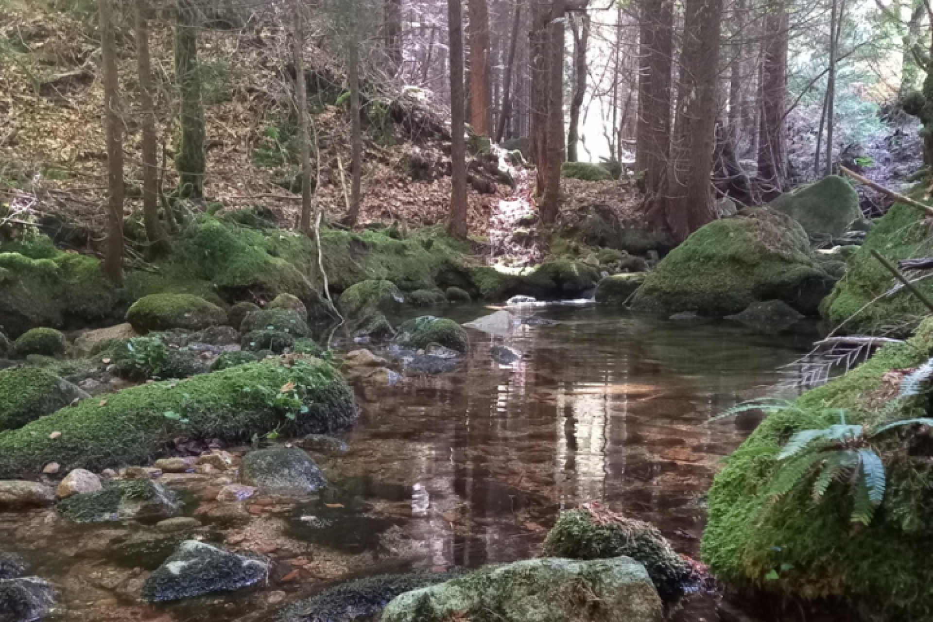 Gerês, Estuário do Tejo e Serra do Caldeirão recebem ações de conservação da WWF