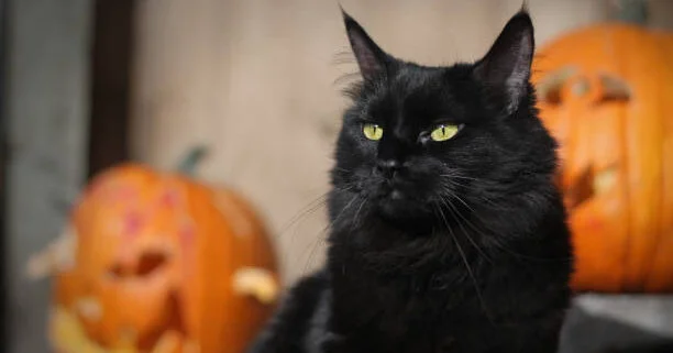 Cidade espanhola proíbe adoção de gatos pretos durante o Halloween