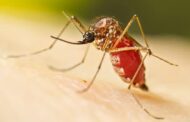 Mosquito-tigre detetado em Vila Verde, mas sem registo de casos de doença