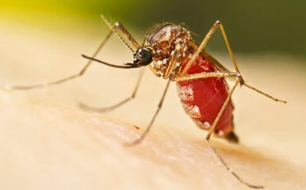 Mosquito-tigre detetado em Vila Verde, mas sem registo de casos de doença