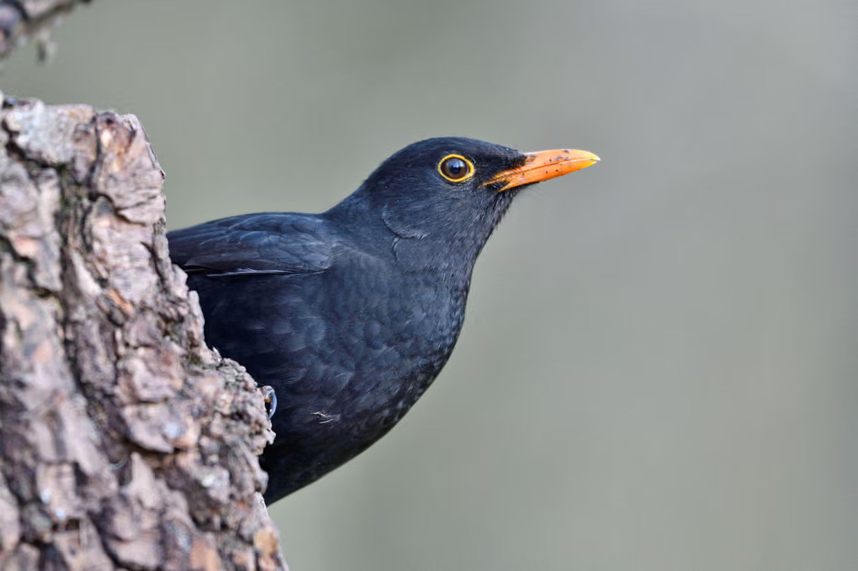 Depois da proibição de pesticidas na UE, aves insetívoras reapareceram em França