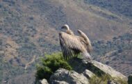 Aprovados 27,5 milhões para projetos de conservação da natureza e biodiversidade no Norte