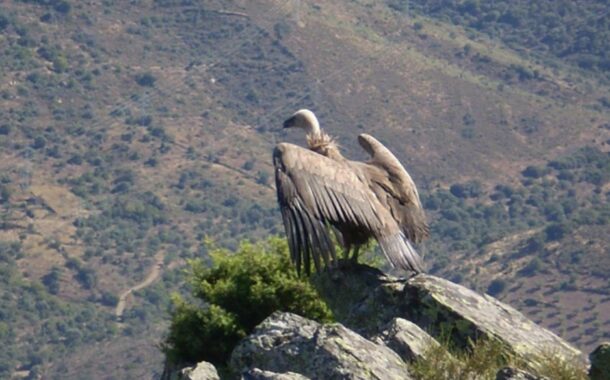 Aprovados 27,5 milhões para projetos de conservação da natureza e biodiversidade no Norte