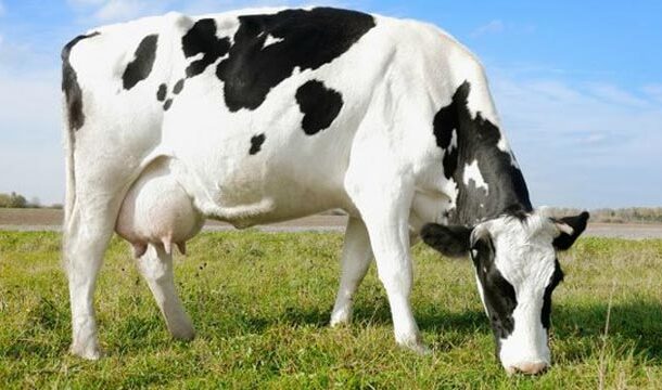 Homem condenado por violar vaca na Galiza