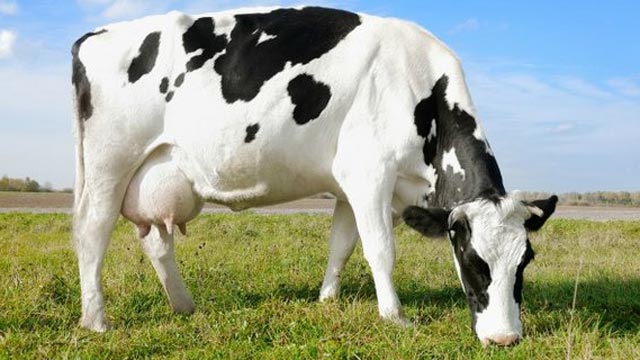 Homem condenado por violar vaca na Galiza