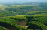 Galiza proíbe plantação de eucaliptos até 2030