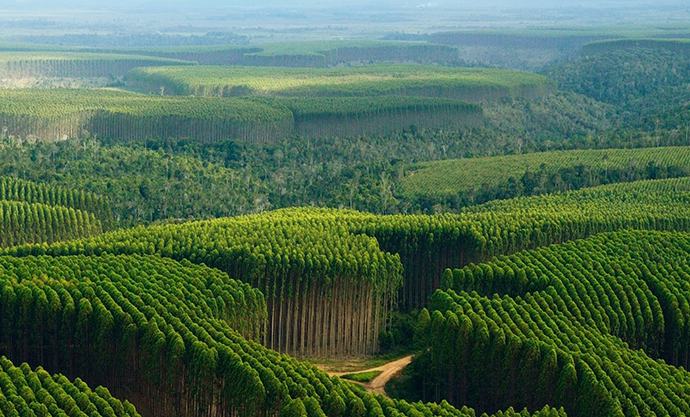 Galiza proíbe plantação de eucaliptos até 2030