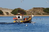 Novo acordo europeu de pescas prevê menos captura de carapau, solha ou linguado em Portugal