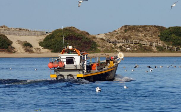 Novo acordo europeu de pescas prevê menos captura de carapau, solha ou linguado em Portugal