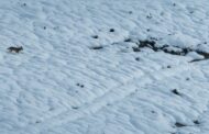 Lobo ibérico fotografado em campo de neve no Peneda Gerês