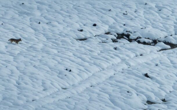 Lobo ibérico fotografado em campo de neve no Peneda Gerês