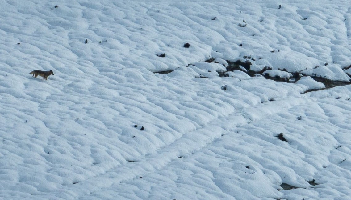 Lobo ibérico fotografado em campo de neve no Peneda Gerês