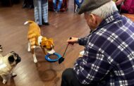 Ponte da Barca promove sessões de socialização de idosos com animais