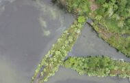 Detritos das Guerras Mundiais no Mar Báltico dão abrigo a vida marinha
