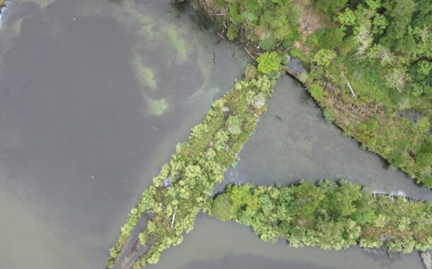 Detritos das Guerras Mundiais no Mar Báltico dão abrigo a vida marinha