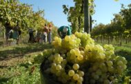 Tribunal decreta suspensão dos funcionários da Comissão dos Vinhos Verdes detidos