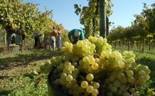 Tribunal decreta suspensão dos funcionários da Comissão dos Vinhos Verdes detidos