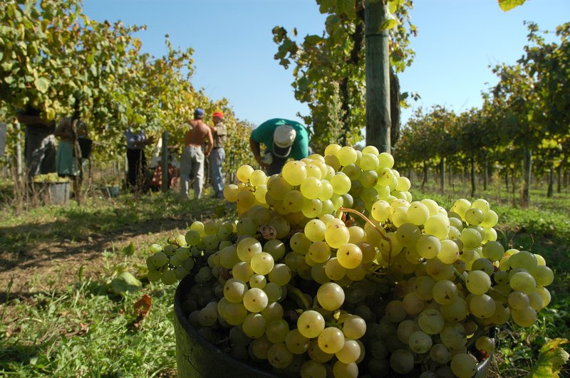 Tribunal decreta suspensão dos funcionários da Comissão dos Vinhos Verdes detidos