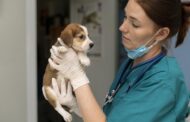 Politécnico de Viana do Castelo com inscrições abertas para mestrado em Enfermagem Veterinária Médico-Cirúrgica