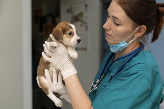 Politécnico de Viana do Castelo com inscrições abertas para mestrado em Enfermagem Veterinária Médico-Cirúrgica