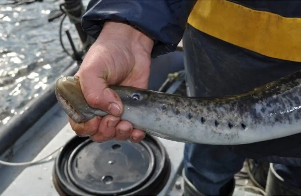 Cerveira. Aquamuseu do Rio Minho promove exposição sobre a pesca da lampreia