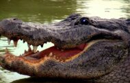 Crocodilo mata duas crianças e fere outra em Moçambique