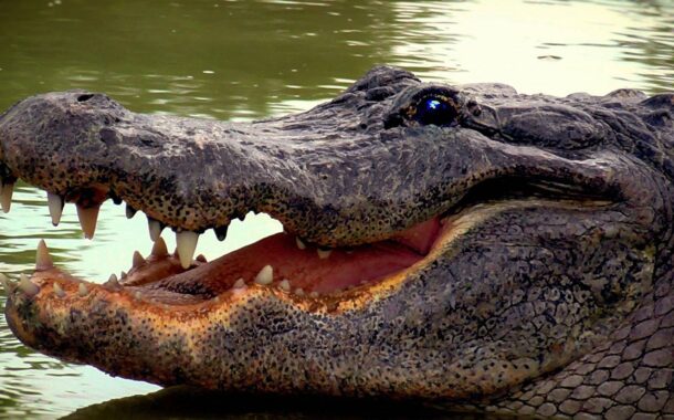 Crocodilo mata duas crianças e fere outra em Moçambique