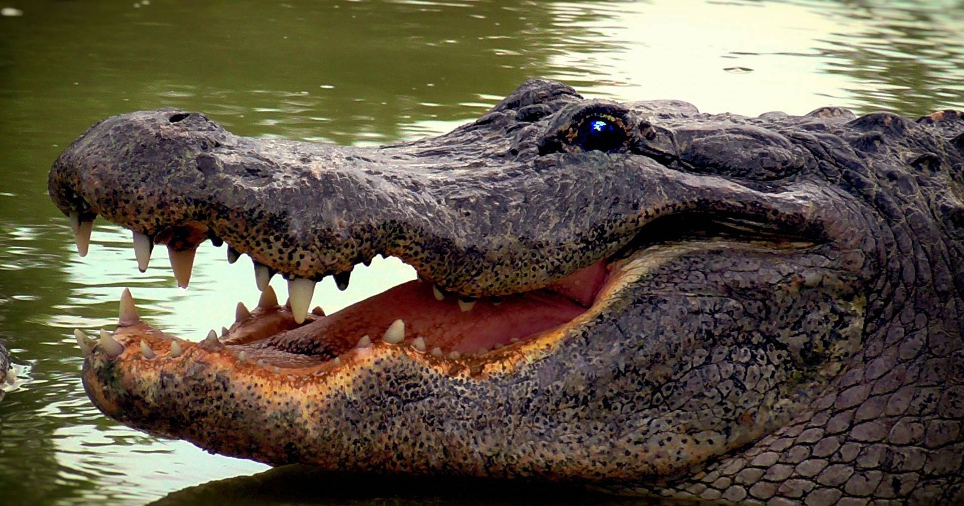 Crocodilo mata duas crianças e fere outra em Moçambique