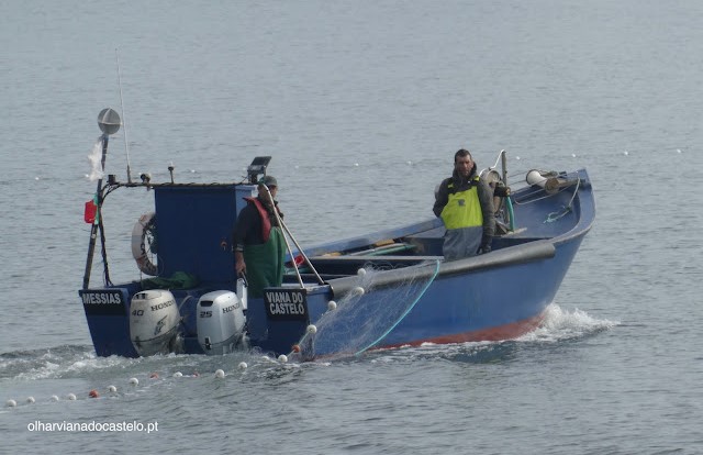 “Crise tremenda”. Tempestades impendem pescadores do rio Lima e Minho capturar lampreia