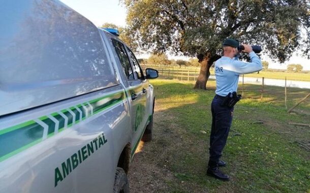 Homem deixa cão atropelado a agonizar cinco dias em Braga