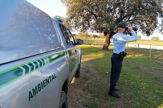 Homem deixa cão atropelado a agonizar cinco dias em Braga