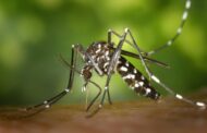 Portugal na área de maior risco na Europa de transmissão do vírus Chikungunya