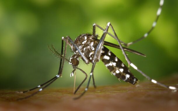 Portugal na área de maior risco na Europa de transmissão do vírus Chikungunya
