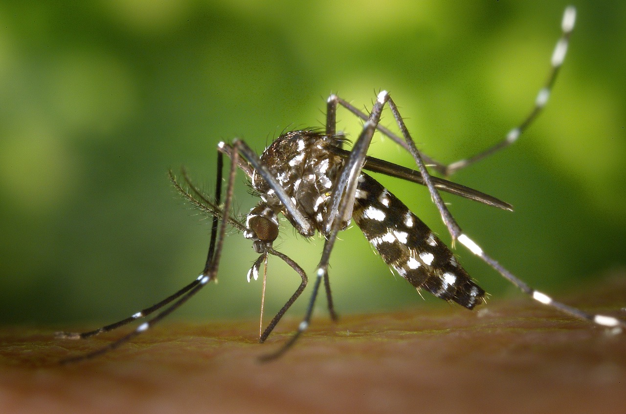 Portugal na área de maior risco na Europa de transmissão do vírus Chikungunya