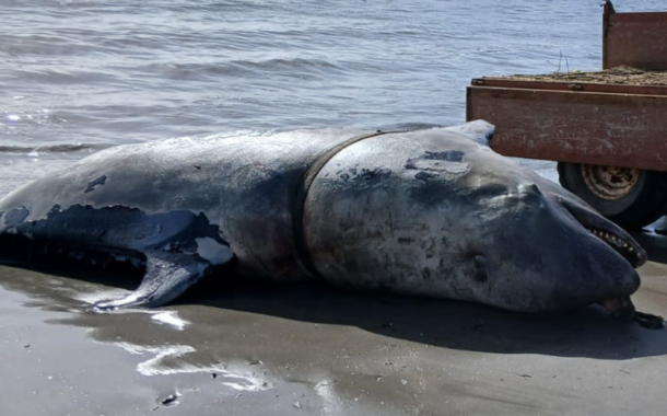 Orca sem vida dá à costa em Viana do Castelo