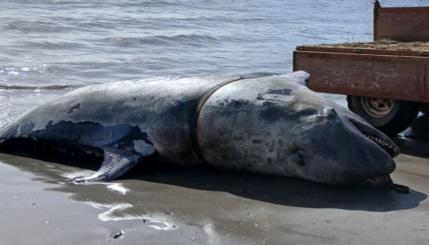 Orca sem vida dá à costa em Viana do Castelo