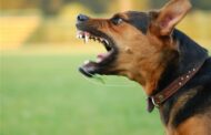 Mulher ferida com gravidade após ataque de uma dezena de cães na Galiza