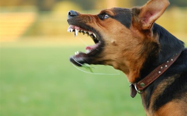Mulher ferida com gravidade após ataque de uma dezena de cães na Galiza