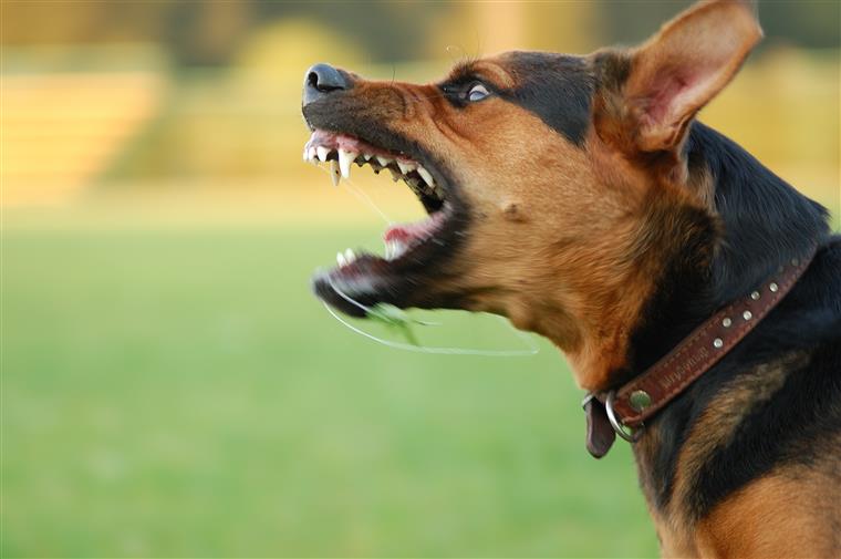 Mulher ferida com gravidade após ataque de uma dezena de cães na Galiza