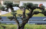 Caminha. Junta de Âncora repudia roubo de três oliveiras de jardins públicos