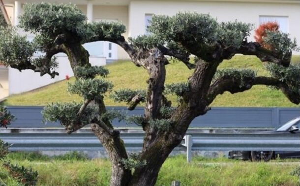 Caminha. Junta de Âncora repudia roubo de três oliveiras de jardins públicos
