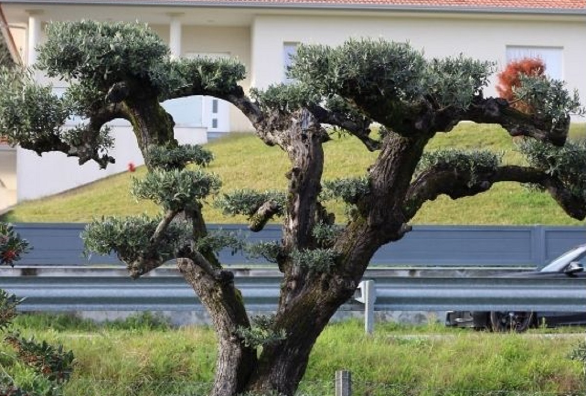 Caminha. Junta de Âncora repudia roubo de três oliveiras de jardins públicos