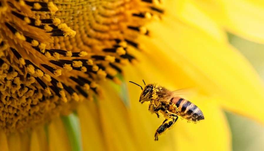 PAN quer concelho livre de herbicidas pela defesa da biodiversidade
