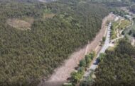 Braga planta quase duas mil árvores para reforçar floresta e prevenir incêndios
