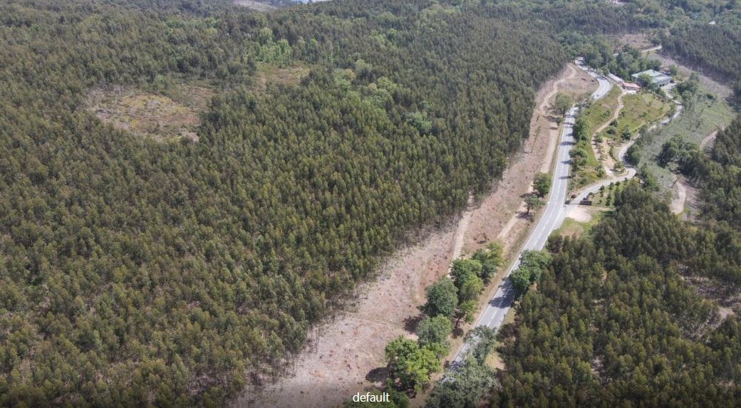 Braga planta quase duas mil árvores para reforçar floresta e prevenir incêndios